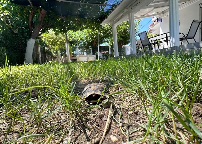 Hermes Grove Katarrakhion